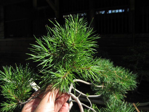 pine branch